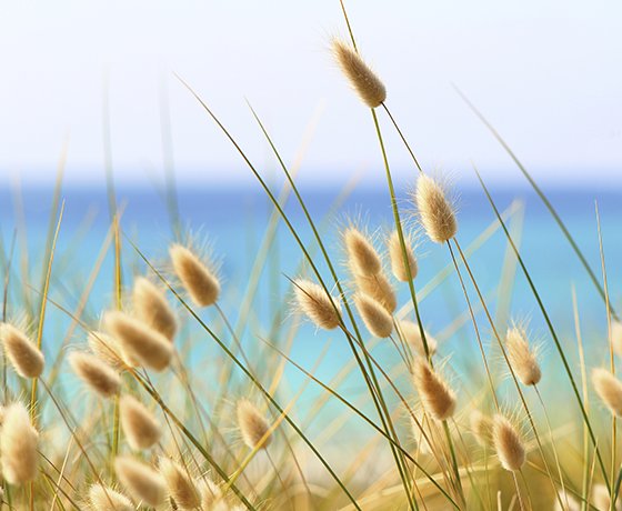 An image of soft golden fluffy bunny grass with the ocean in soft blues in the background